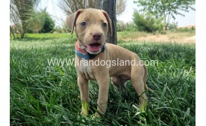 twlh-pytbwl-pitbull-145_7