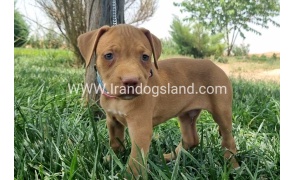 twlh-pytbwl-pitbull-146_3_1466414225