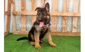 twlh-zhrmn-shprd-german-shepherd-110_6_1135048960