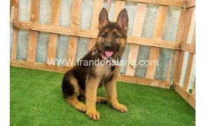 twlh-zhrmn-shprd-german-shepherd-111_2