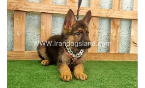 twlh-zhrmn-shprd-german-shepherd-112_5