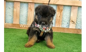 twlh-zhrmn-shprd-german-shepherd-113_6_196403495
