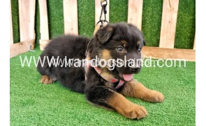 twlh-zhrmn-shprd-german-shepherd-114_1