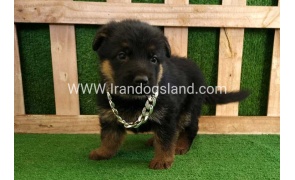 twlh-zhrmn-shprd-german-shepherd-115_1