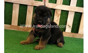 twlh-zhrmn-shprd-german-shepherd-116_1
