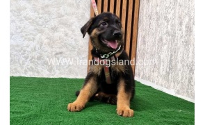 twlh-zhrmn-shprd-german-shepherd-120_1