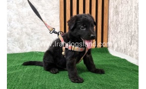 twlh-zhrmn-shprd-german-shepherd-121_11_1494113341