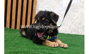 twlh-zhrmn-shprd-german-shepherd-128_2