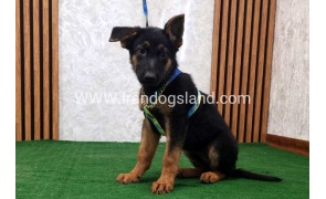 twlh-zhrmn-shprd-german-shepherd-132_7