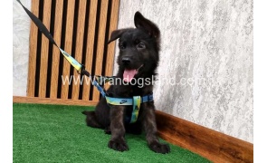 twlh-zhrmn-shprd-german-shepherd-134_1