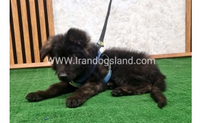 twlh-zhrmn-shprd-german-shepherd-139_7