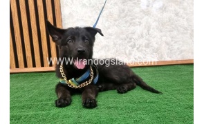 twlh-zhrmn-shprd-german-shepherd-140_4