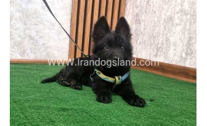 twlh-zhrmn-shprd-german-shepherd-142_2