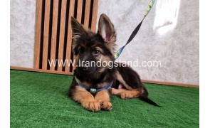 twlh-zhrmn-shprd-german-shepherd-144_1