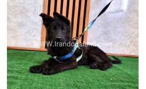 twlh-zhrmn-shprd-german-shepherd-145_5
