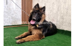 twlh-zhrmn-shprd-german-shepherd-149_5