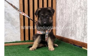 twlh-zhrmn-shprd-german-shepherd-151_1