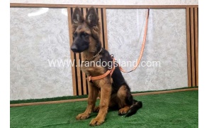 twlh-zhrmn-shprd-german-shepherd-152_1