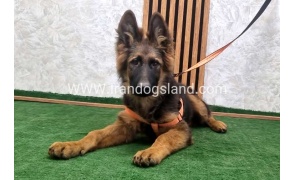 twlh-zhrmn-shprd-german-shepherd-153_2