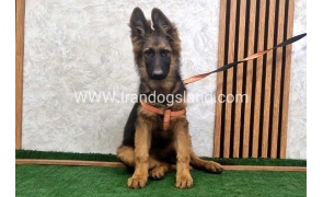 twlh-zhrmn-shprd-german-shepherd-154_2