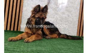 twlh-zhrmn-shprd-german-shepherd-154_7