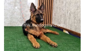 twlh-zhrmn-shprd-german-shepherd-155_4