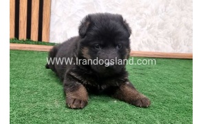 twlh-zhrmn-shprd-german-shepherd-157_6