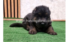 twlh-zhrmn-shprd-german-shepherd-158_4