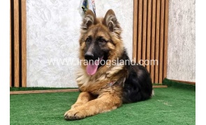 twlh-zhrmn-shprd-german-shepherd-159_1