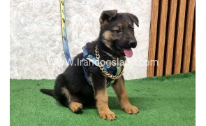 twlh-zhrmn-shprd-german-shepherd-162_5