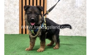 twlh-zhrmn-shprd-german-shepherd-164_3