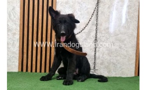 twlh-zhrmn-shprd-german-shepherd-165_1