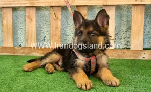 ---german-shepherd-106_12