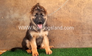 ---german-shepherd-32_11