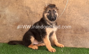 ---german-shepherd-34_5