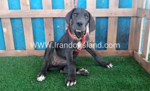 ---greatdane-104_1