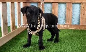 ---greatdane-140_3