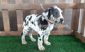 ---greatdane-81_9