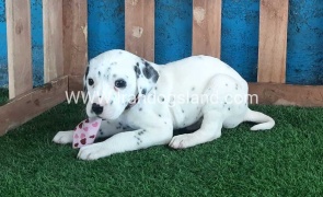 --dalmation-110_9