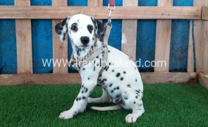 --dalmation-121_1