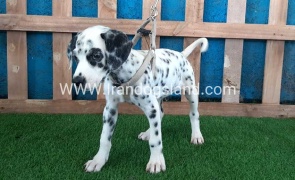 --dalmation-122_6