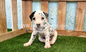 --dalmation-137_1