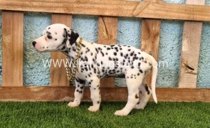 --dalmation-140_6