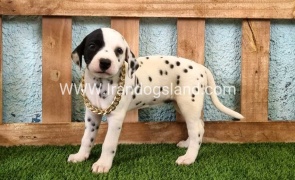 --dalmation-143_2