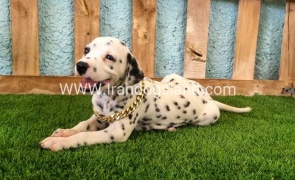 --dalmation-145_2