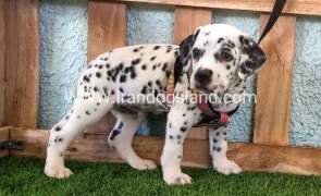 --dalmation-163_8