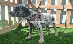 --dalmation-184_1