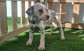 --dalmation-187_9