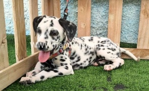 --dalmation-196_9