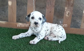 --dalmation-44_12